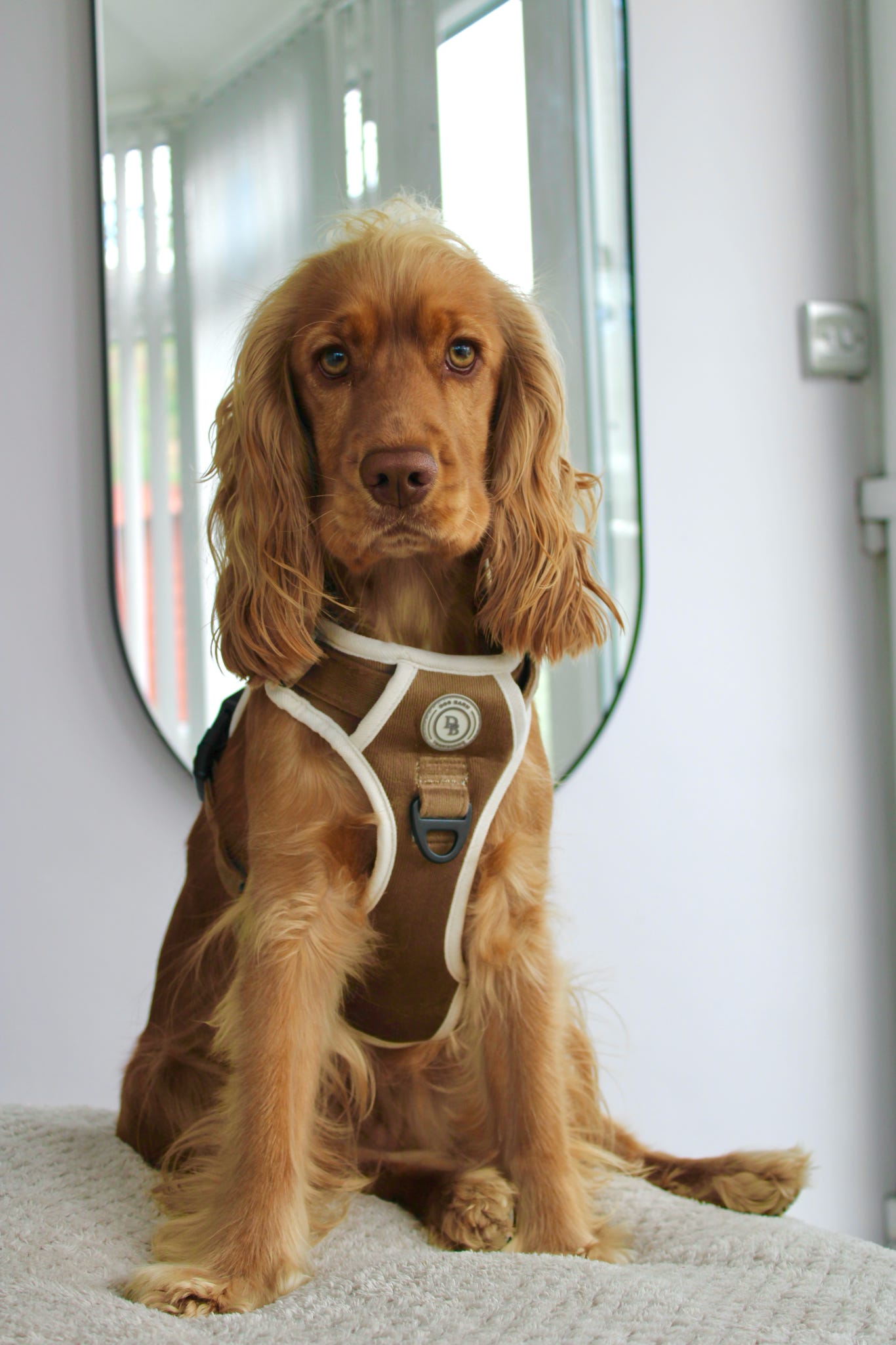 Adventurer’s Harness – Chestnut Edition
