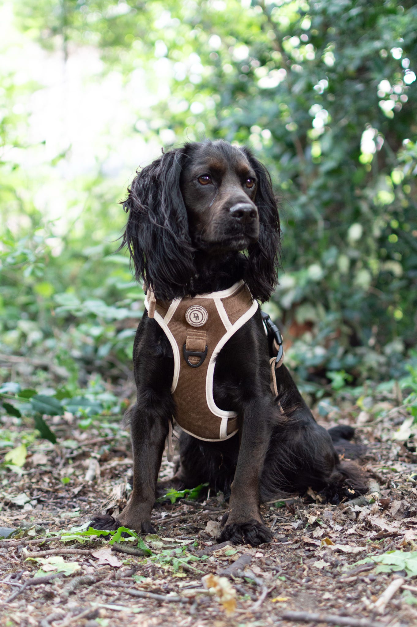 Adventurer’s Harness – Chestnut Edition