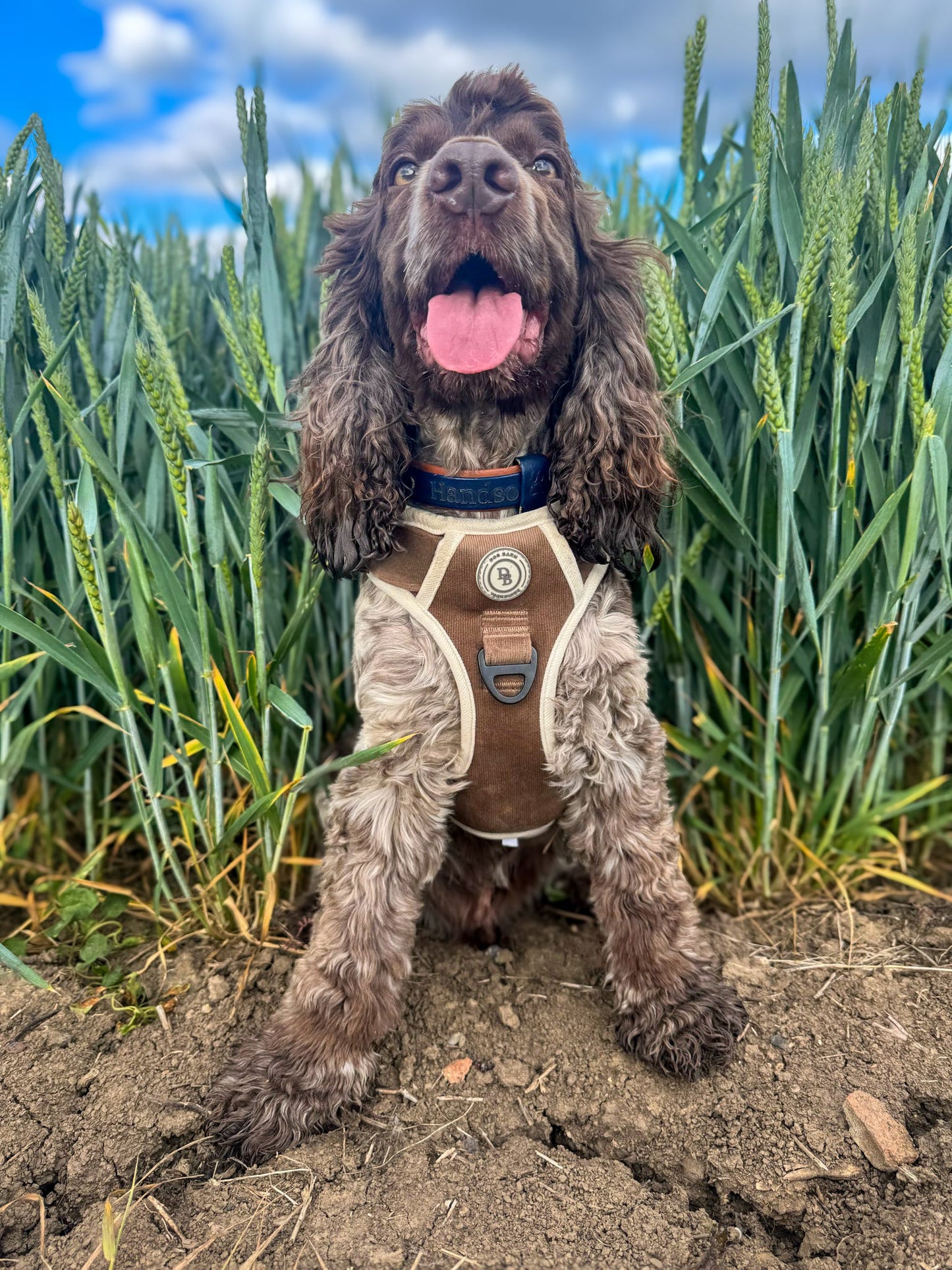 Adventurer’s Harness – Chestnut Edition