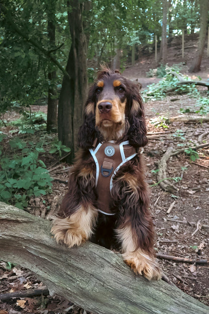 Adventurer’s Harness – Chestnut Edition