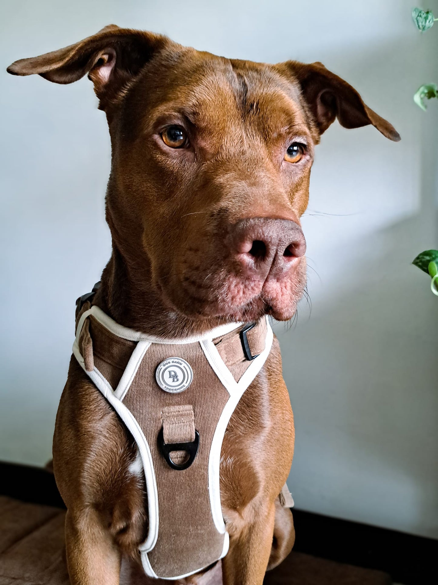 Adventurer’s Harness – Chestnut Edition