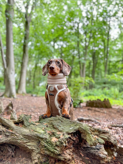 Adventurer’s Harness – Chestnut Edition