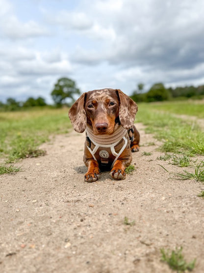 Adventurer’s Harness – Chestnut Edition