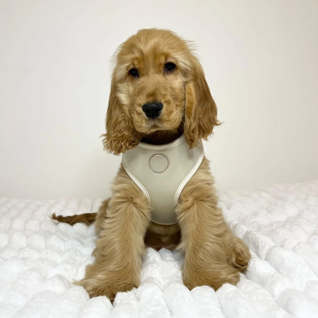 Pets Summer T Shirt